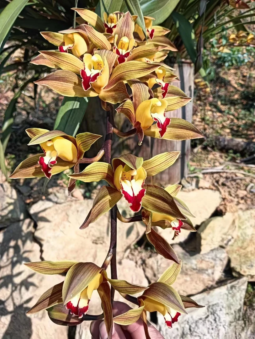 云南基地精品红嘴鸥