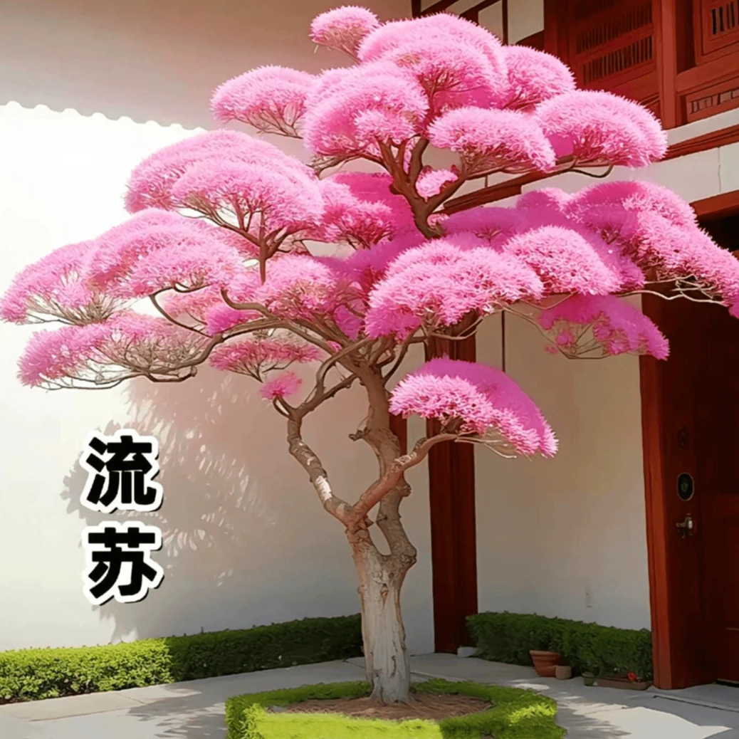 正品庭院耐寒耐热树苗驱蚊虫大花木流苏树风景树花卉盆栽苗子花卉