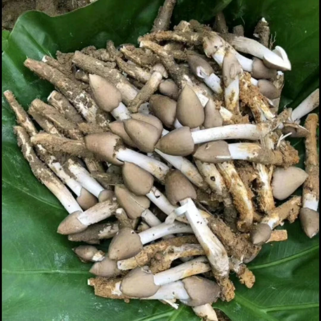 广东本地荔枝菌五月菇鸡枞菌夏至菇西水菌禾花菌一斤起