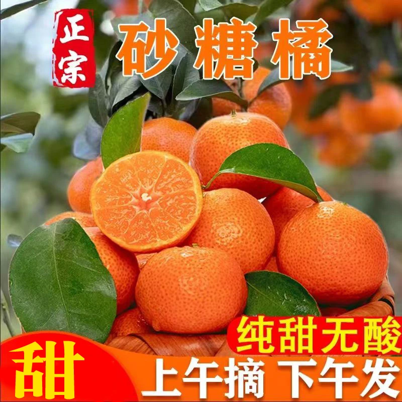 【顺丰速发】纯甜 正宗广西砂糖桔 新鲜现摘橘子桔子沙糖桔当季水果