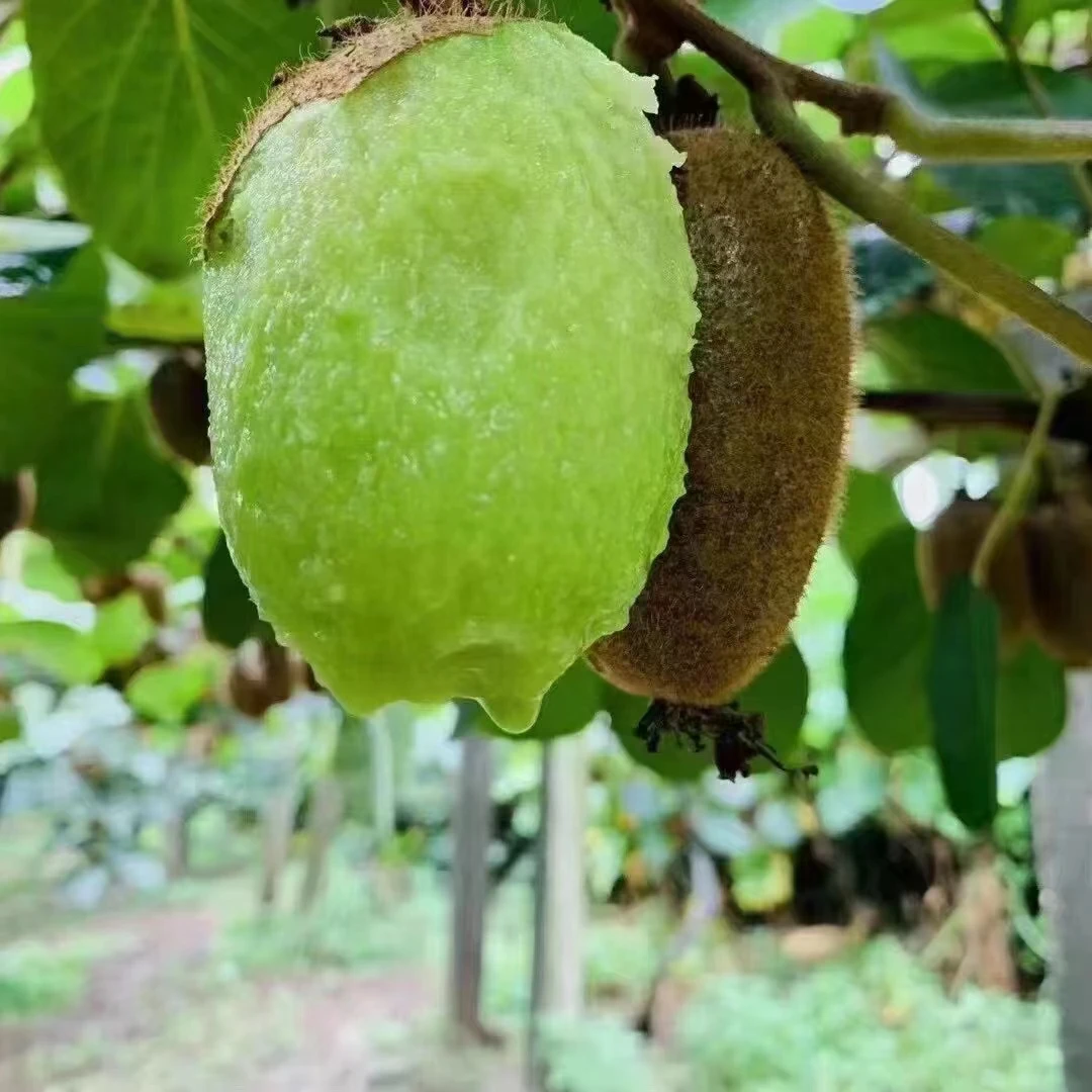 陕西眉县新鲜优质成熟徐香绿心猕猴桃净果5/9斤装包邮