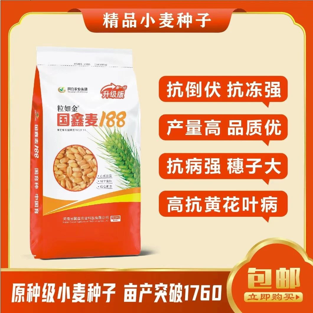 国鑫麦   国审矮杆四凌穗小麦种子高产产量品种