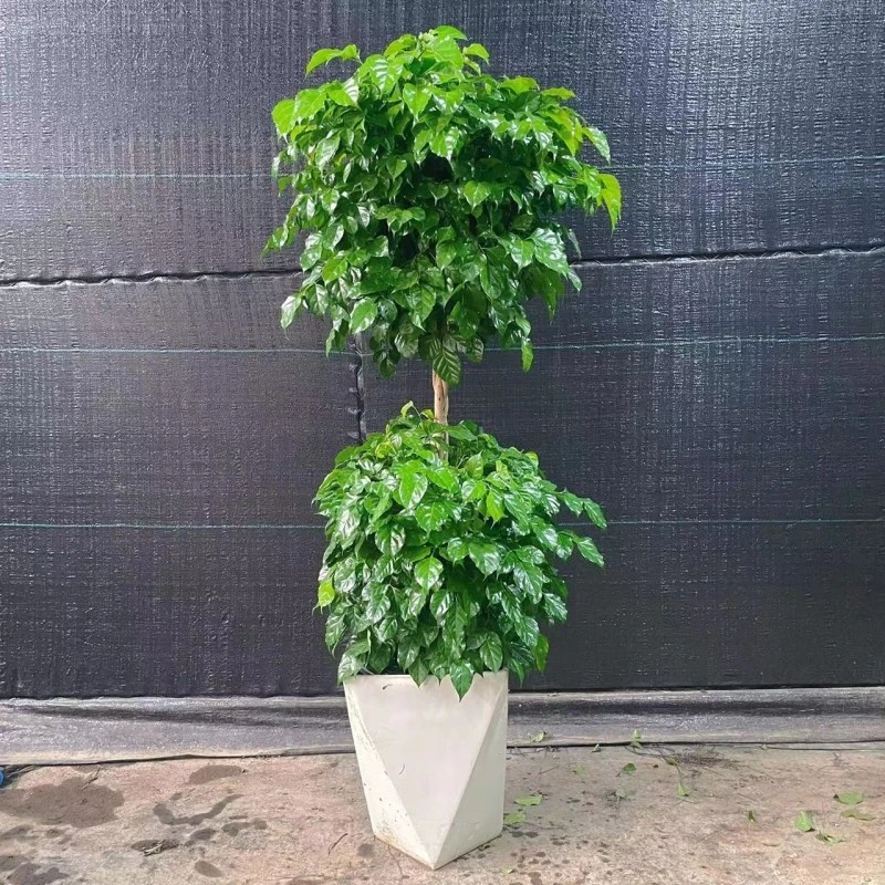 双层绿宝幸福树室内大型植物净化空气网红好养绿植