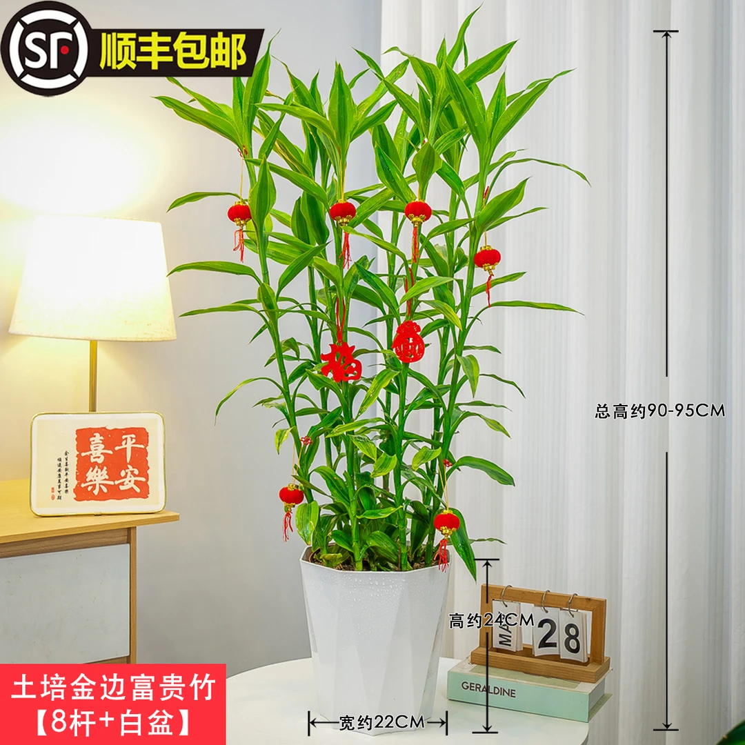 富贵竹办公室内金边富贵竹土培带根盆栽大叶富贵竹7颗苗易活易种