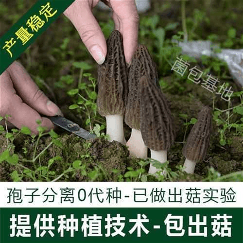 羊肚菌包不出包赔懒人高产原母种蘑菇菌菌种户外食用园林人工可种