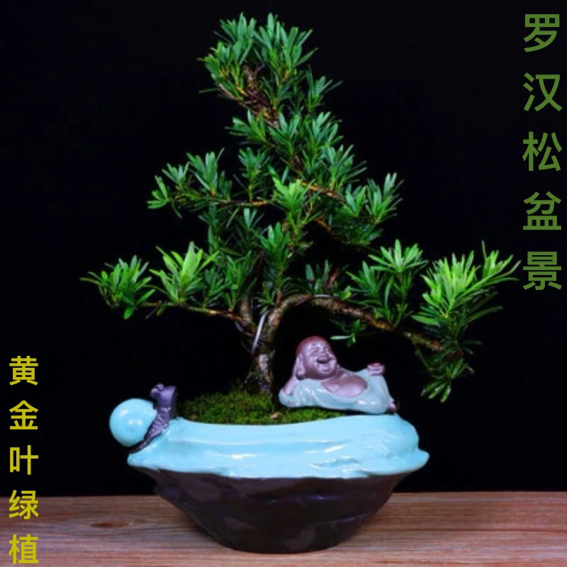 雀舌罗汉松 园艺盆景树桩 小盆栽植物四季常青绿植阳台庭院迎客松