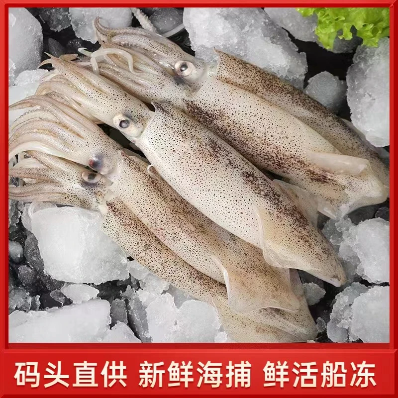 【海兔笔管】野生海捕 3斤装 9-12只/斤  鲜活速冻 威海发货