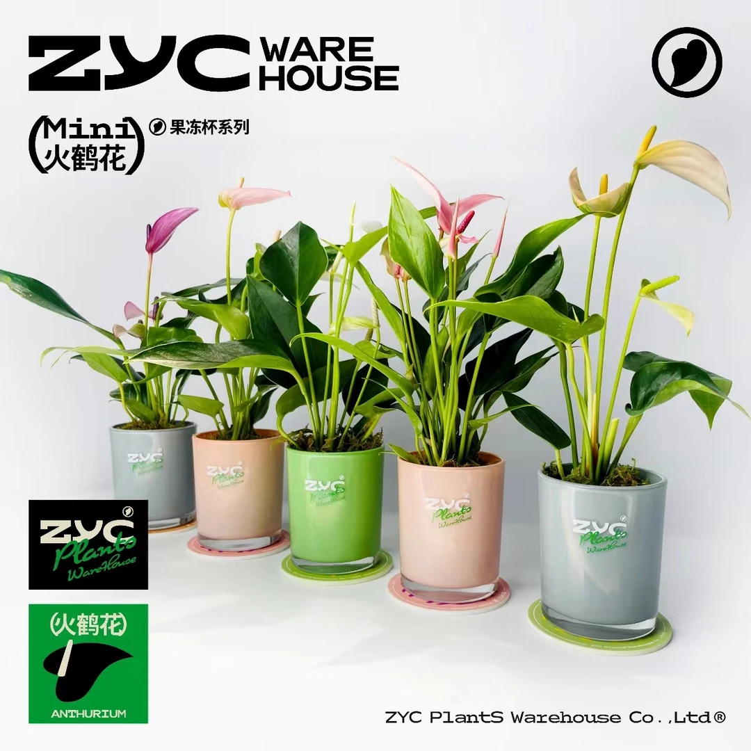 【植营仓】70#mini火鹤花- 莉莉 齐祖 桃色朱莉 粉色朱莉室内养花