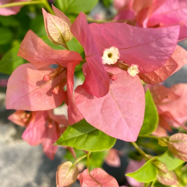 【橙粉公主】三角梅网红同款，四季开花，勤花品种基地直发