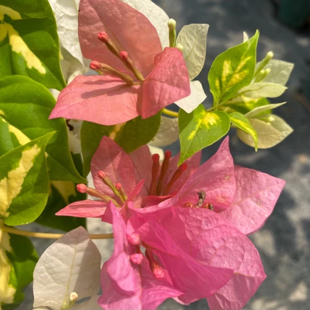 【金芯橙白】三角梅喜阳喜干，庭院阳台种植！