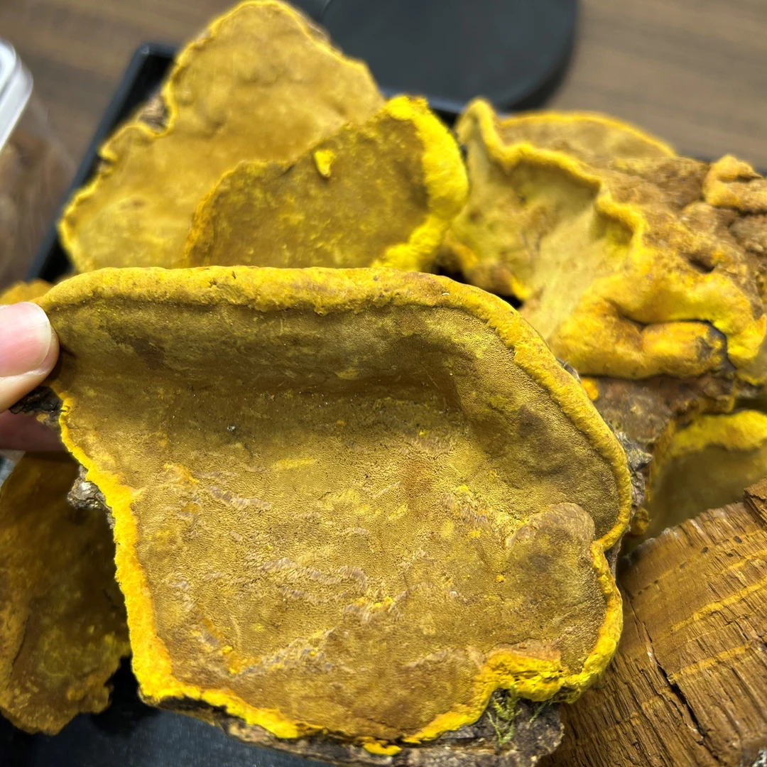 西藏桑树桑黄灵芝碎块