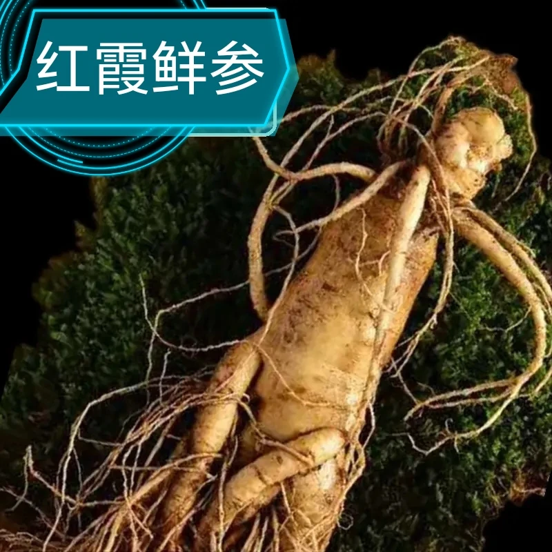 小山村长白山新鲜人参园参一斤6到7支整支湿人参
