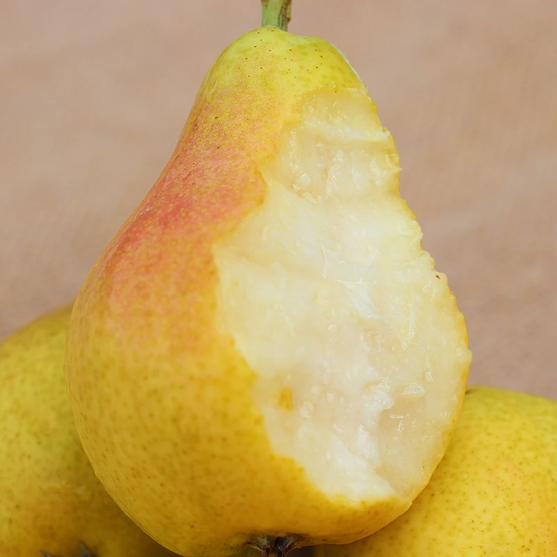 正宗山东烟台太婆梨香蕉梨新鲜发货软糯多汁葫芦梨大头梨孕妇水果