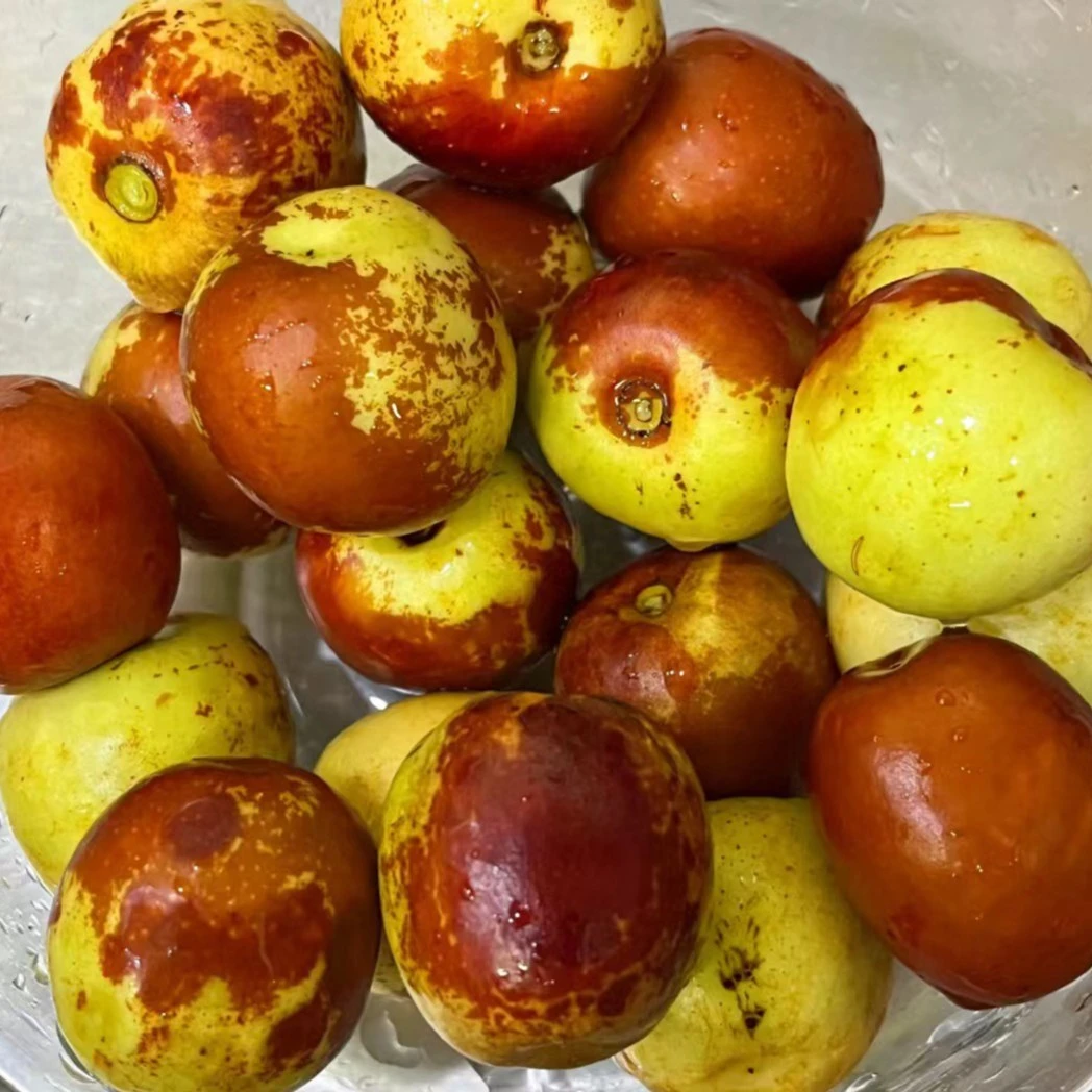 【大荔牛奶冬枣】脆甜又细腻，核超小，多汁，一口下去脆爽化渣，不卡嗓~
