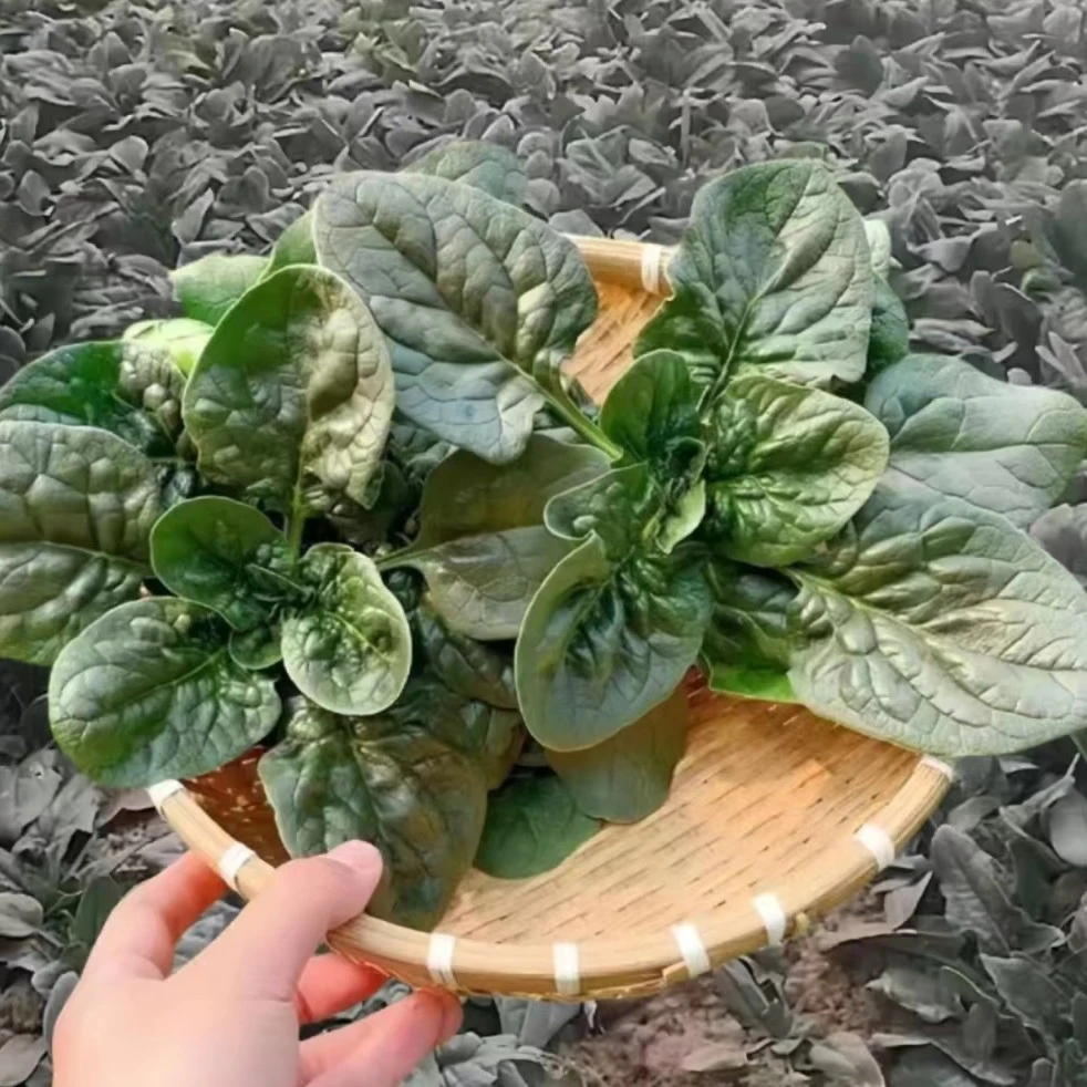 周七 【上海南汇趴地菠菜】趴地菠菜红根圆叶小菠菜新鲜现挖现发