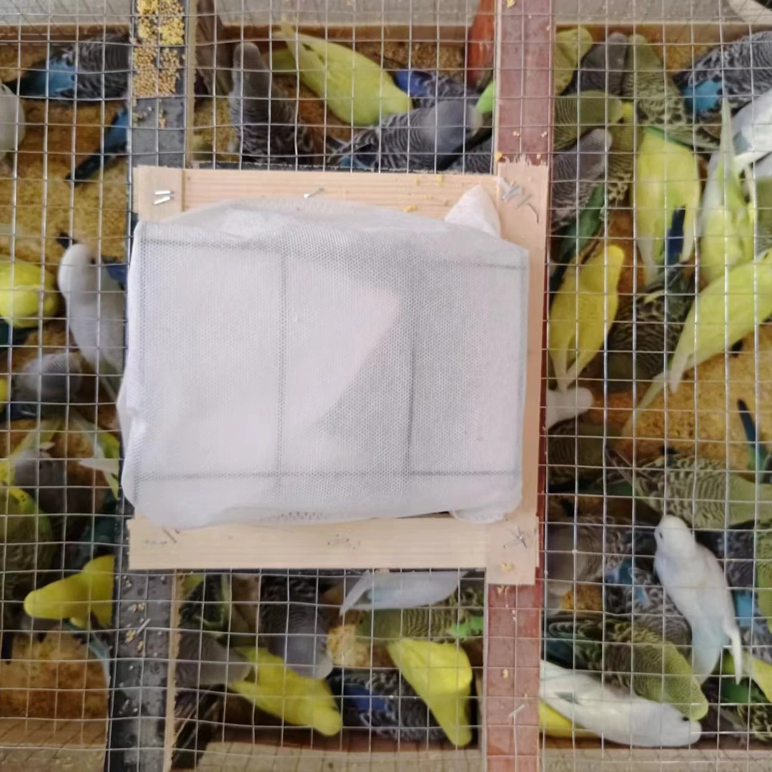 可爱漂亮的 手玩虎皮鹦鹉玩具玩偶2个