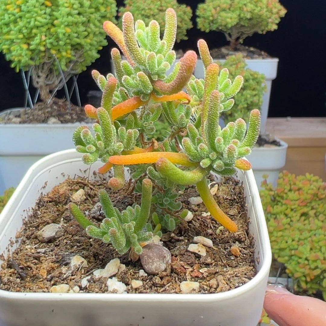 枝干 枝干 枝干 枝干