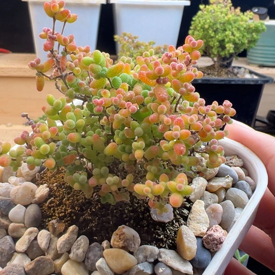 蜜桔 蜜桔 蜜桔