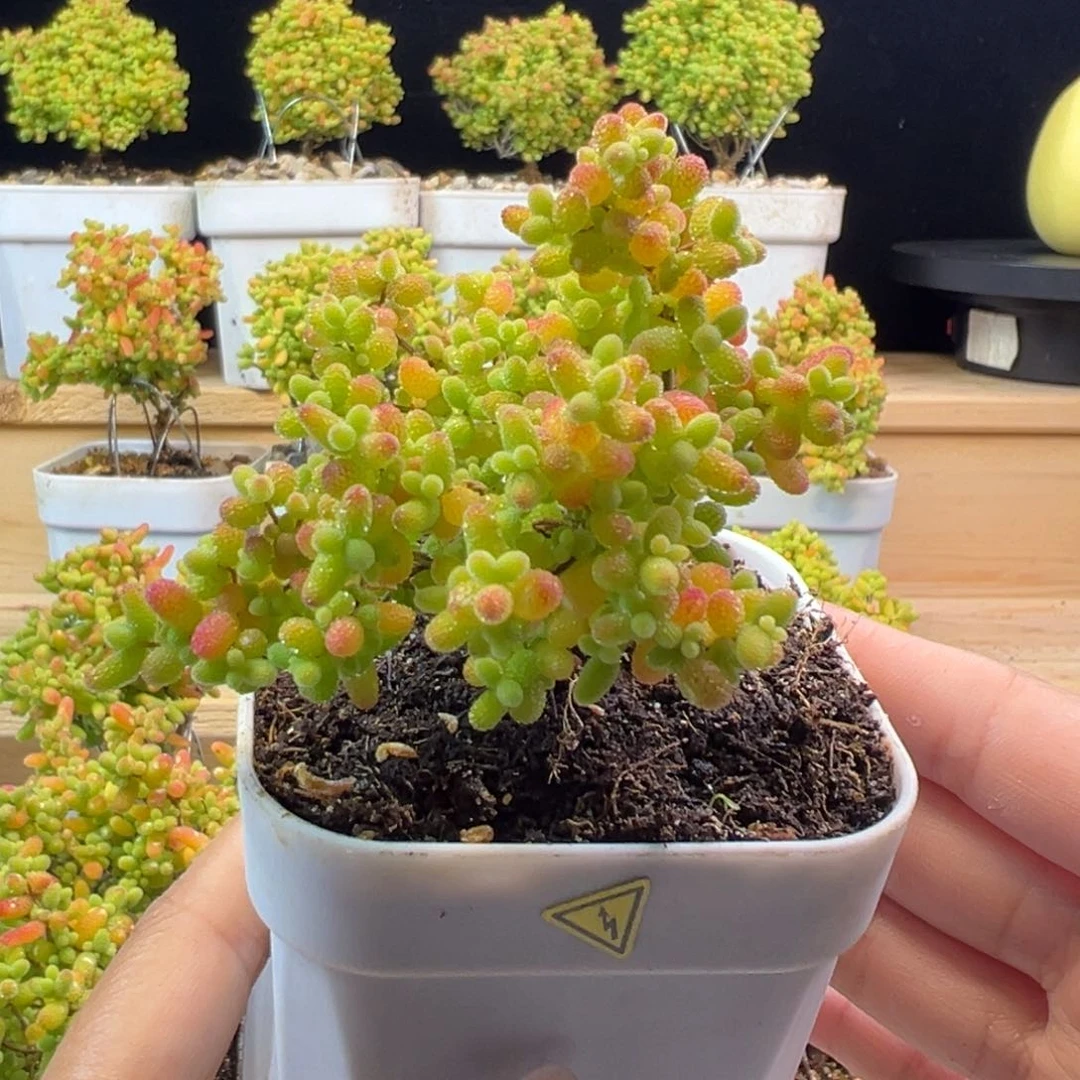 枝干 枝干 枝干。