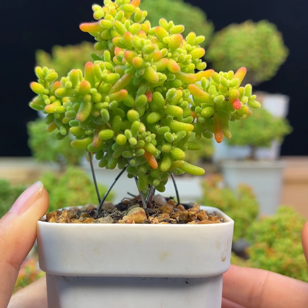 枝干 枝干 枝干 枝干