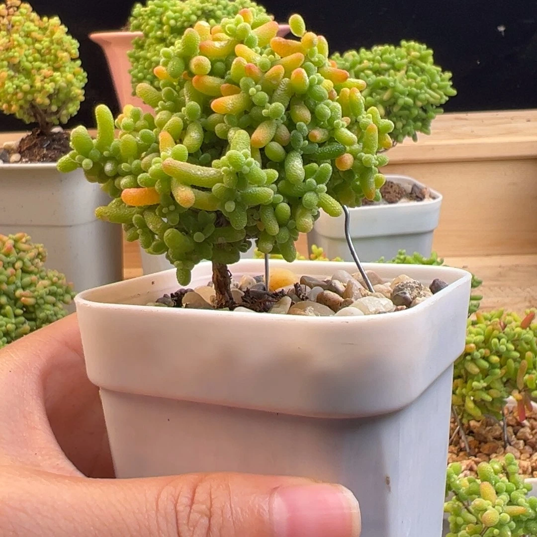 念**随枝干 枝干 枝干。