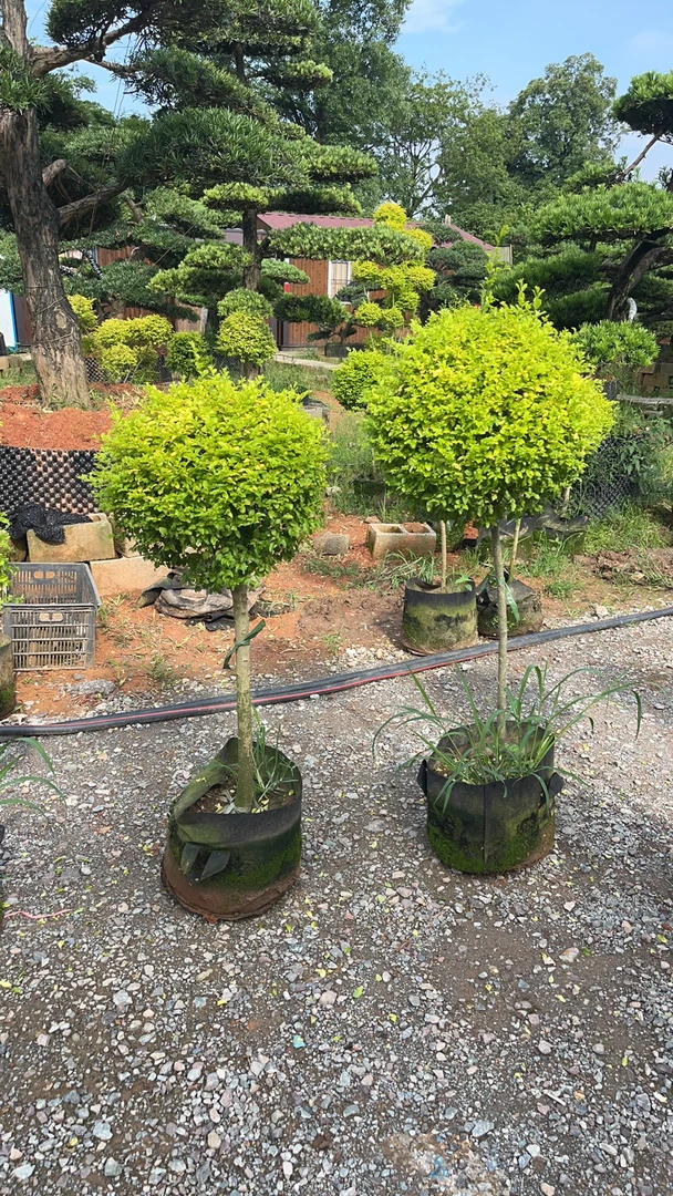 亮晶女贞，罗汉松，红花继木赤楠盆景微景观一物一拍实物直播间为准