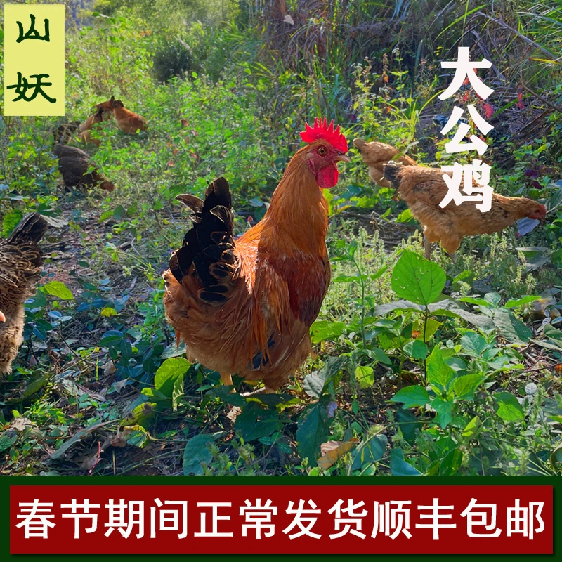 农村散养大公鸡老公鸡土鸡柴鸡月子鸡新鲜现杀走地鸡小公鸡滋补