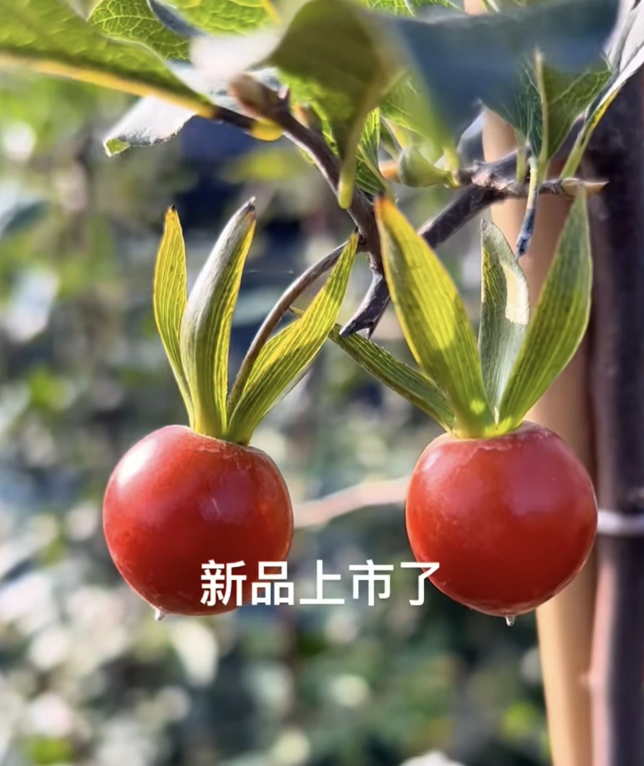 老鸦柿直播老鸦造型盆景