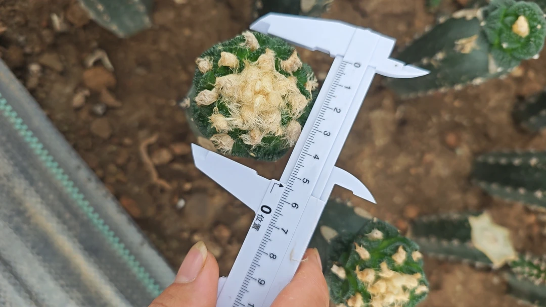 仙人球苗接辛顿，5-6公分左右。2棵起包邮。