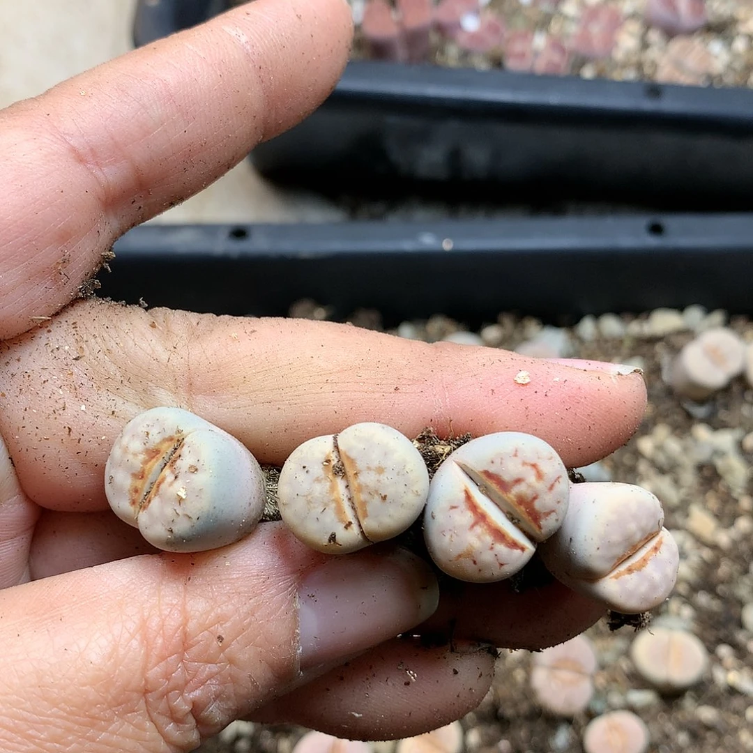 G290多肉植物保护研究所