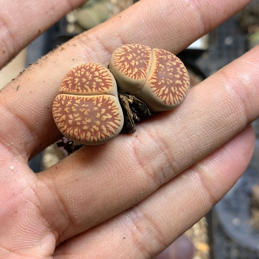 B323的人和多肉植物