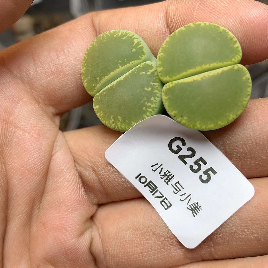 G255多肉植物保护