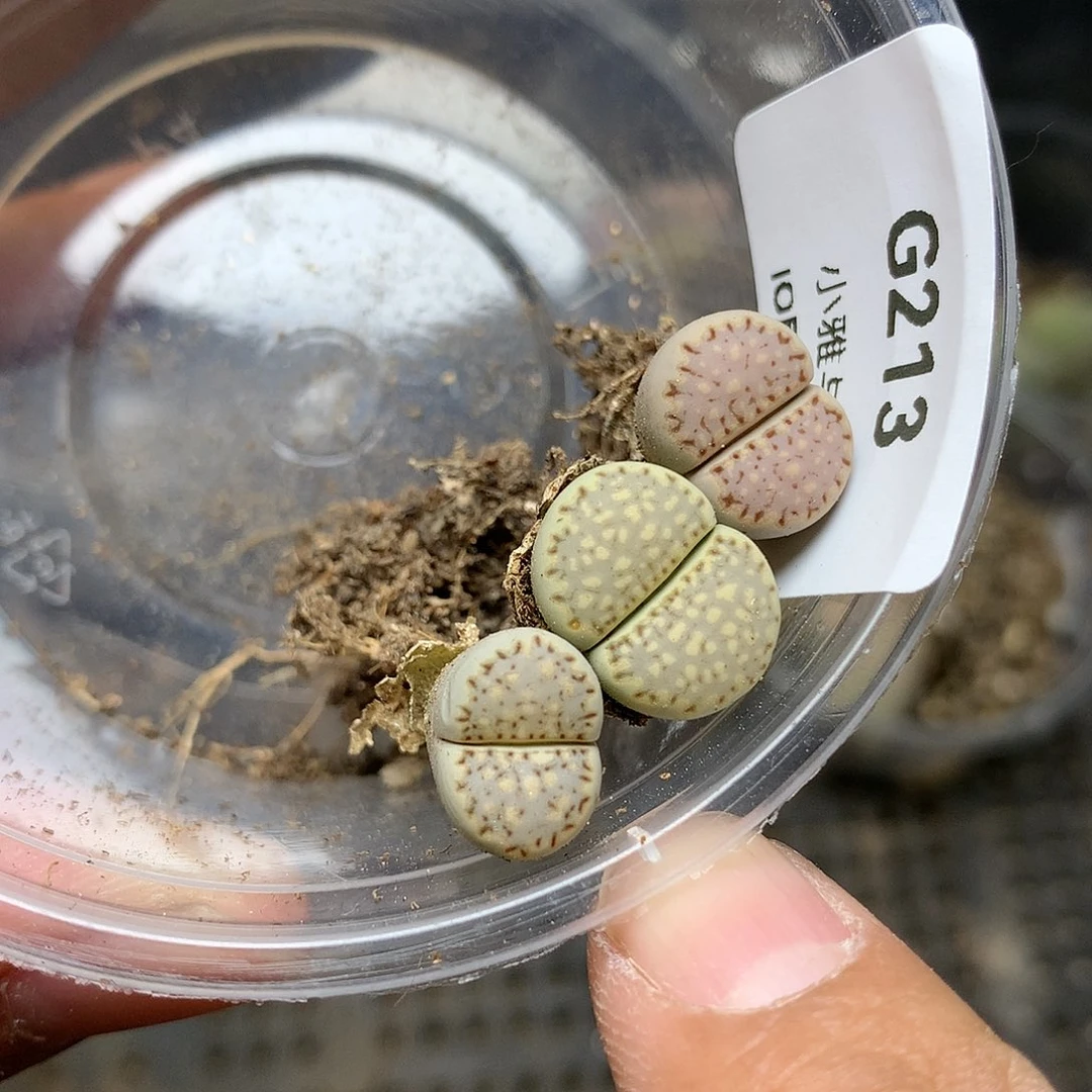 G213多肉植物保护研究所