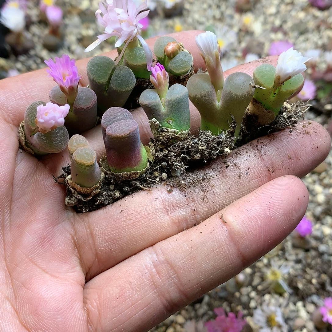 H255多肉植物保护研究所