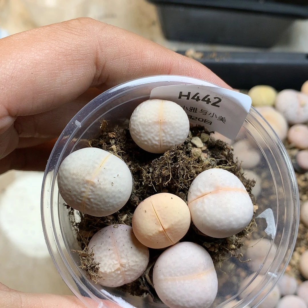 秋***诗H442多肉植物保护研究所