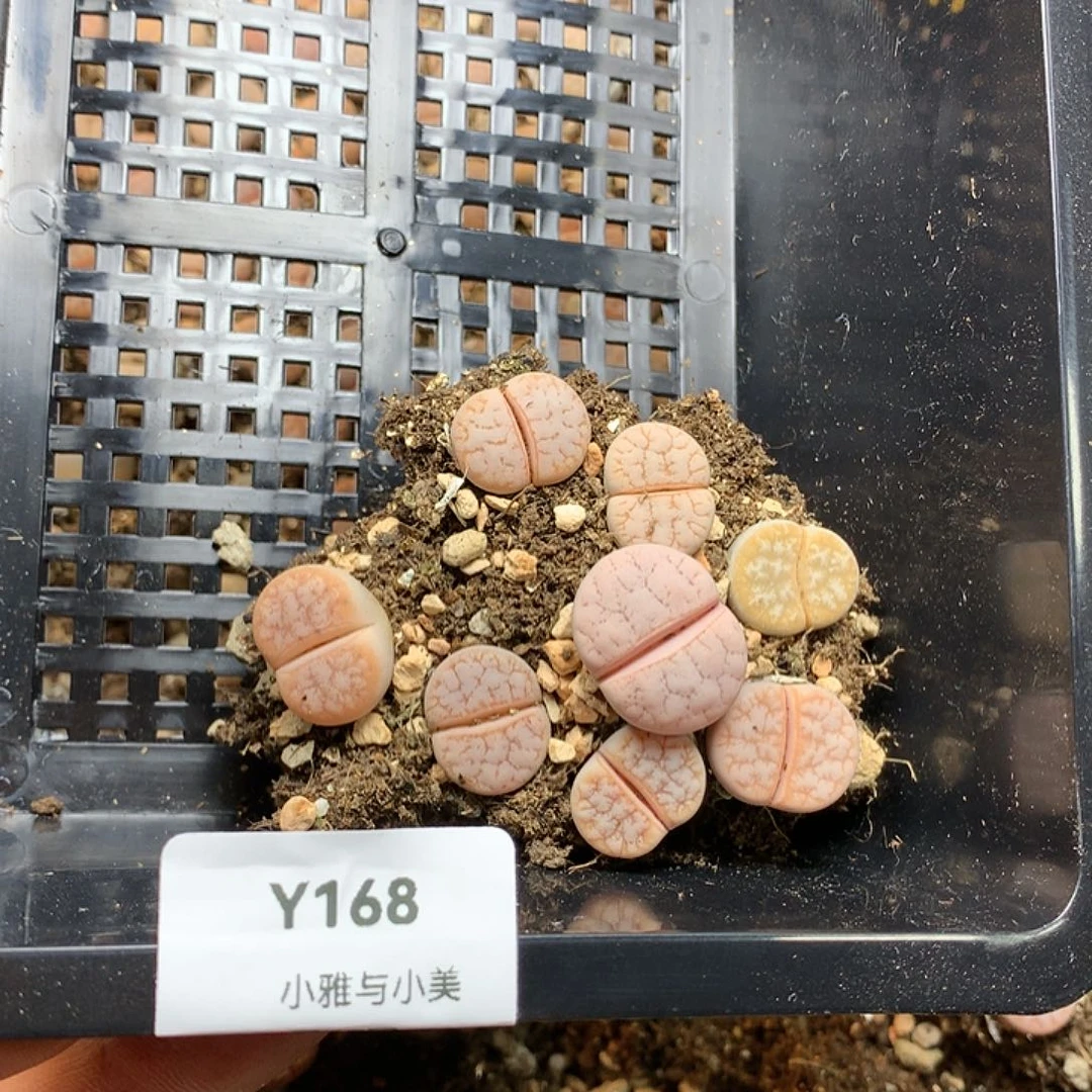 竹*Y168多肉植物保护