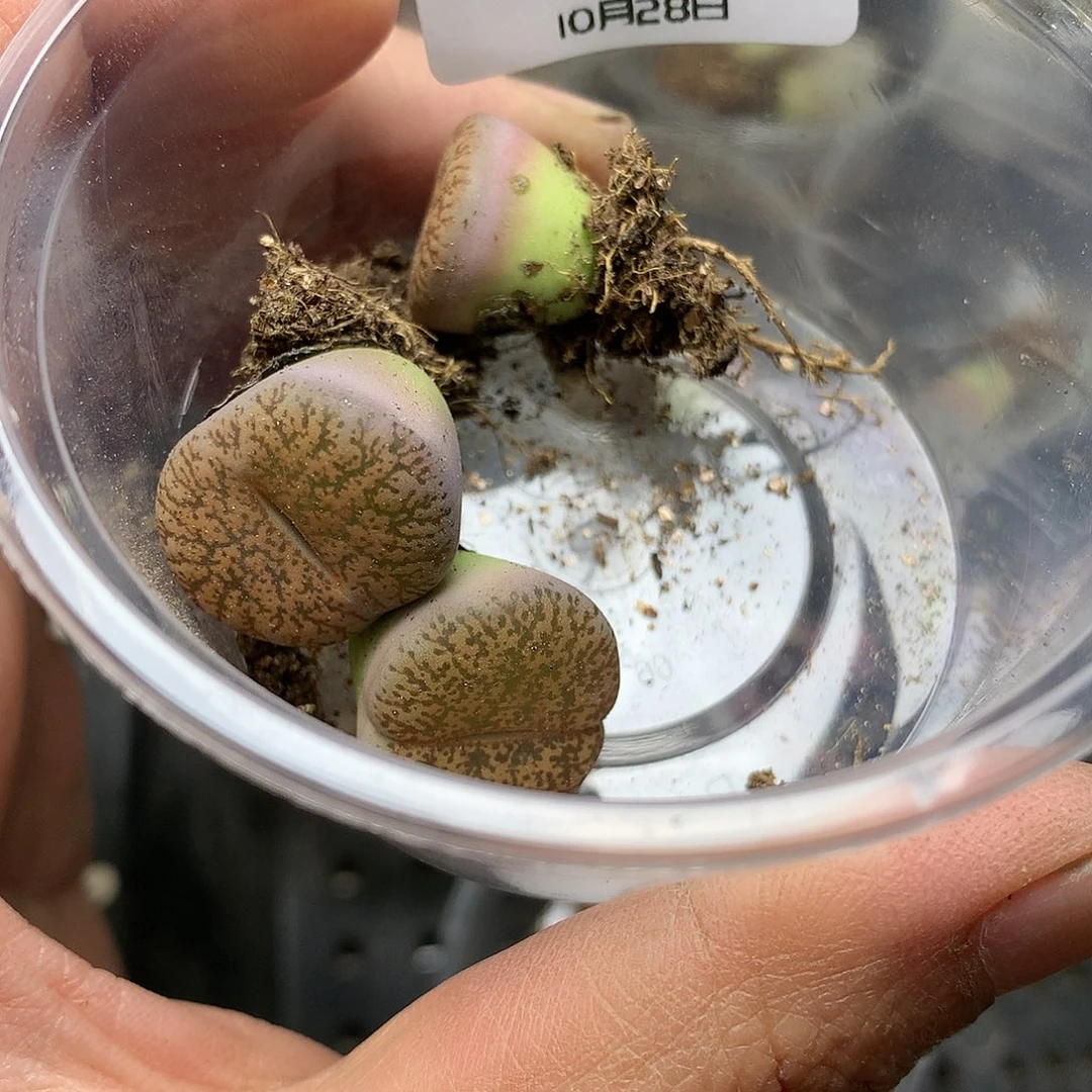 s57多肉植物保护