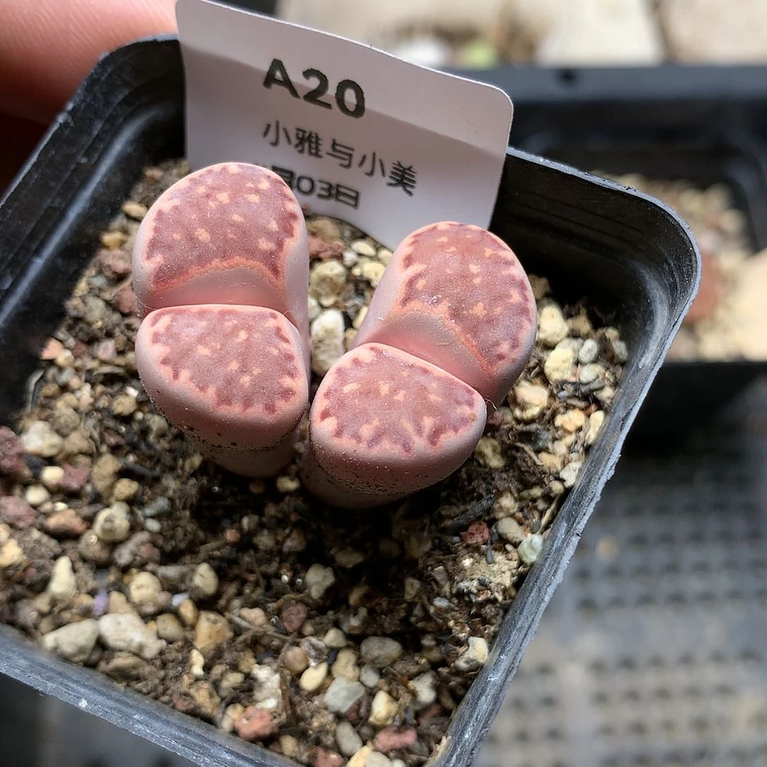 A20多肉植物保护研究所