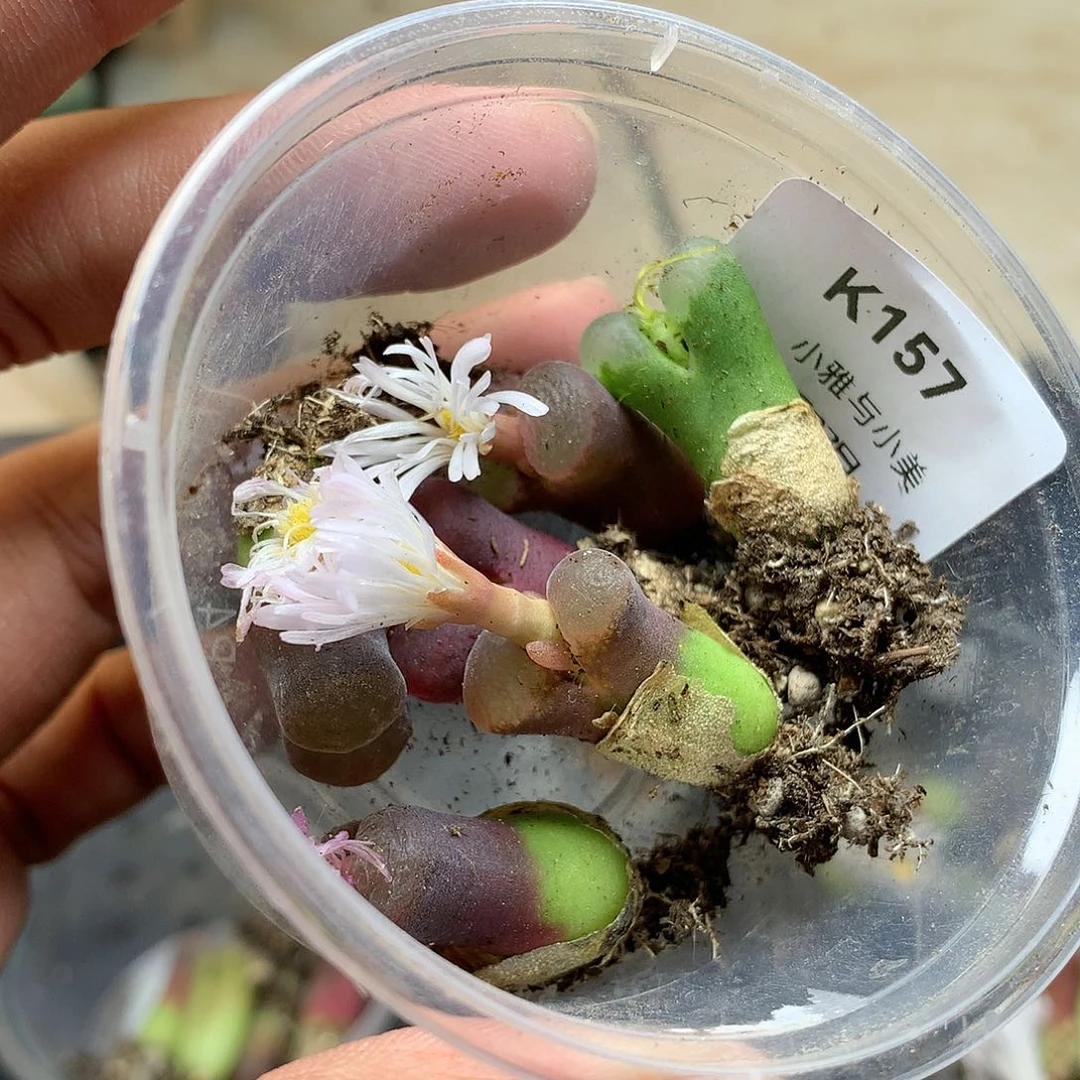 散*K157多肉植物保护研究所