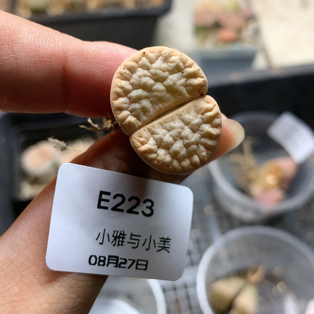 E223多肉植物保护研究所