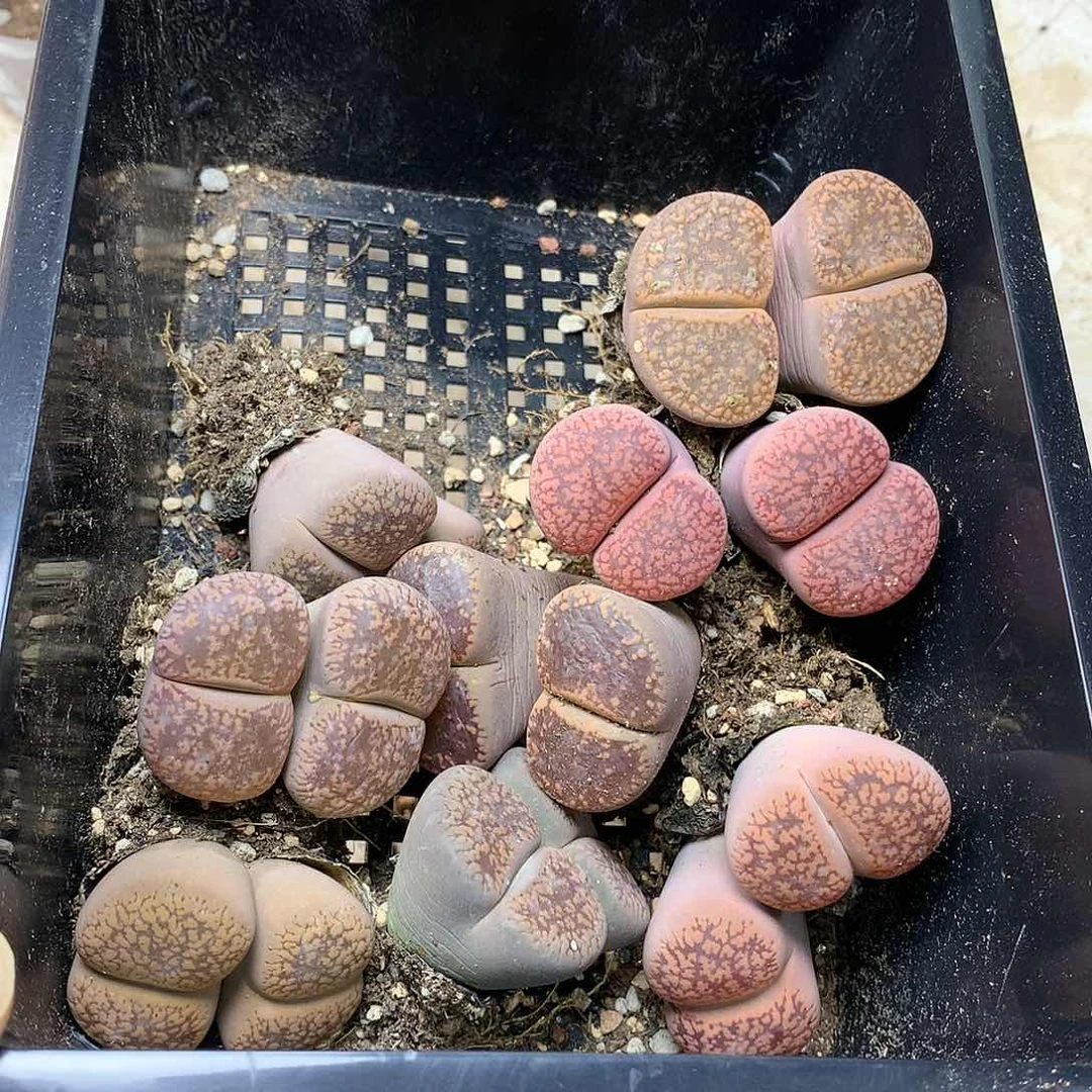 A60一筐全部大号母本多肉