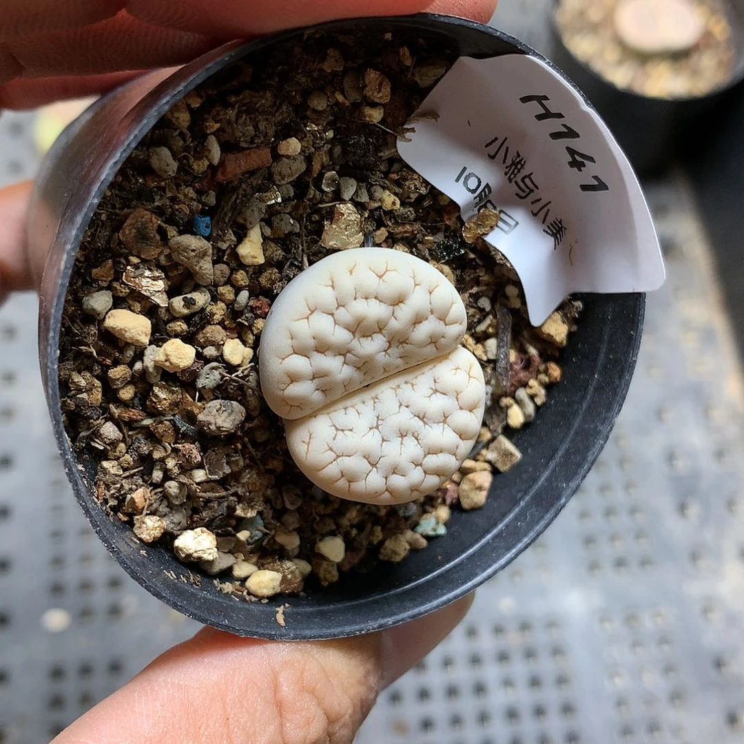 H141多肉植物保护