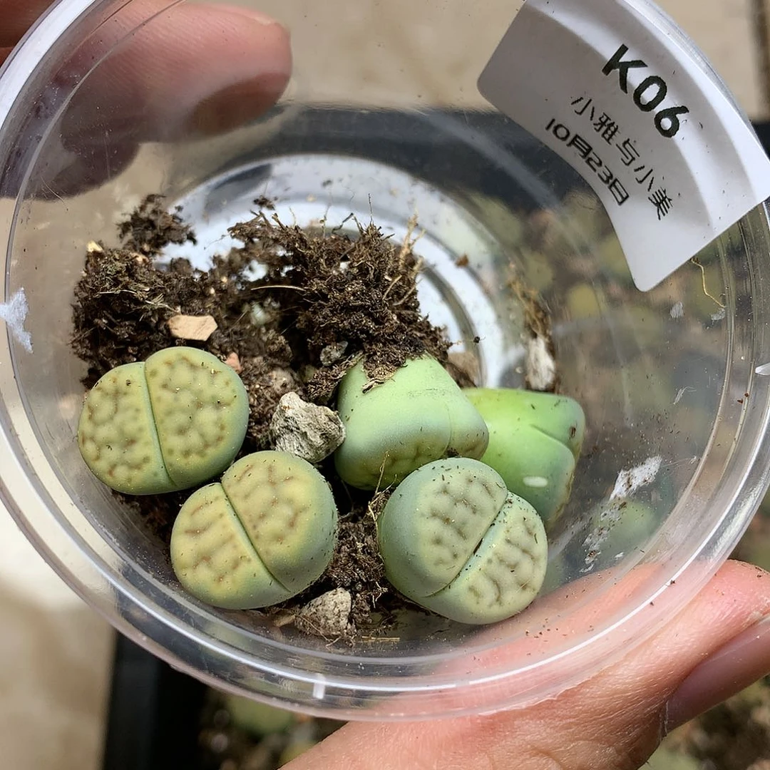 淼*媛K06多肉植物保护研究所