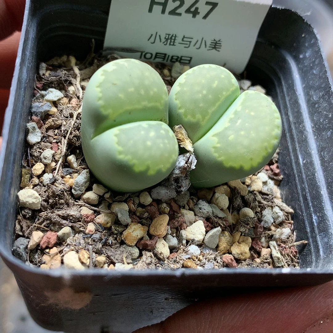 H247多肉植物保护