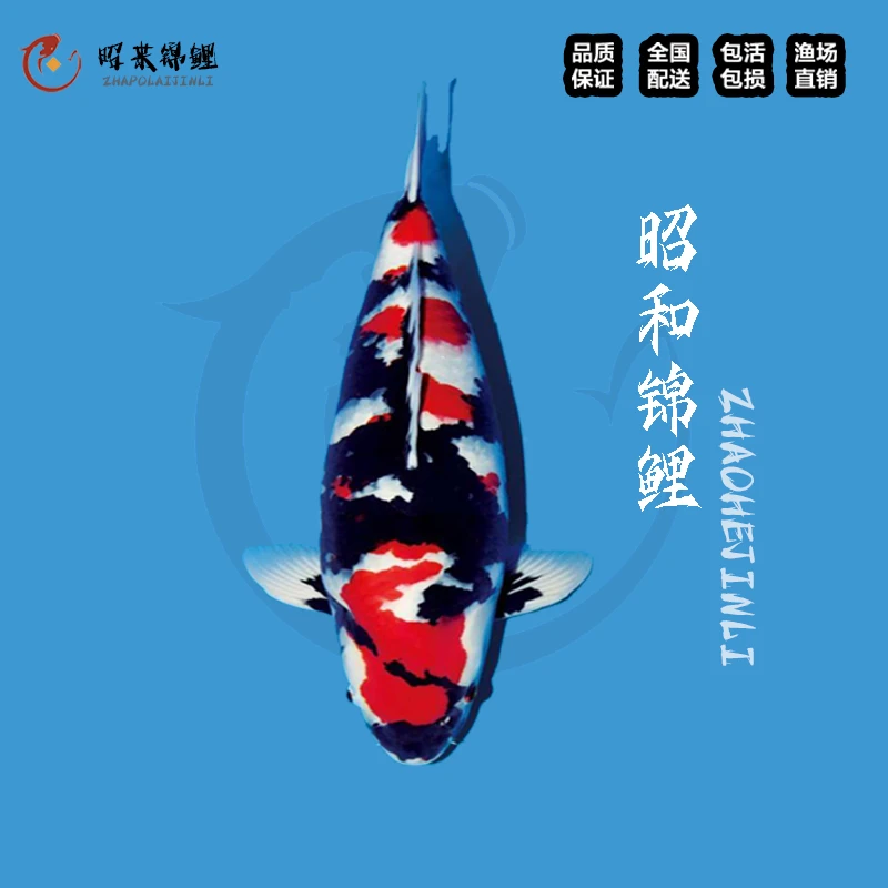 日本精品高端纯种锦鲤活鱼昭和丹顶秋翠冷水观赏鱼苗活体大型