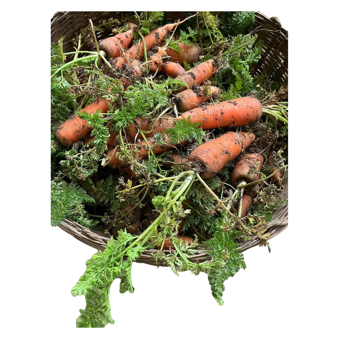 农户自种农家肥胡萝卜