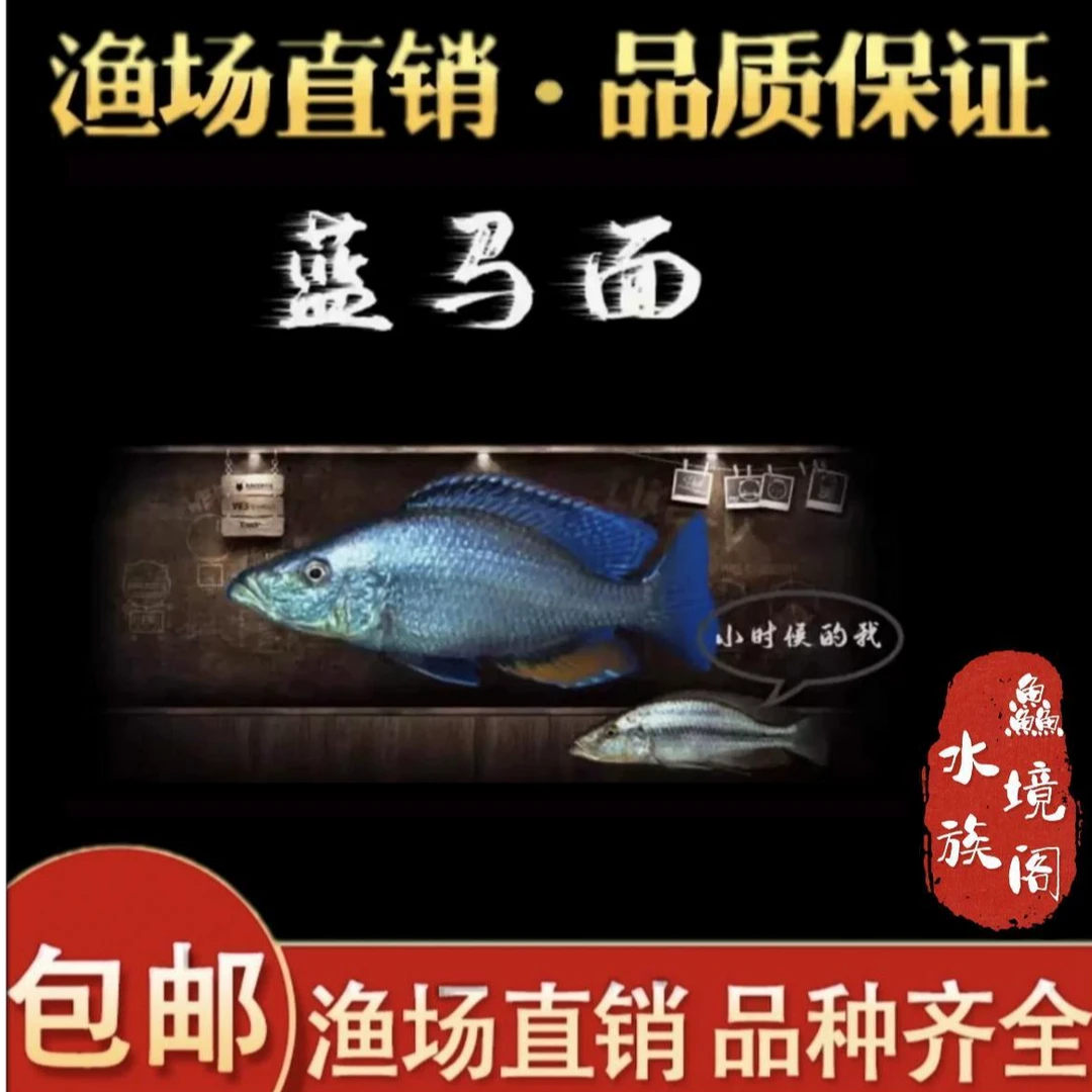 【渔场直销】三湖慈鲷坦鲷马鲷鲷鱼将军立蓝马面热带淡水鱼好养耐活