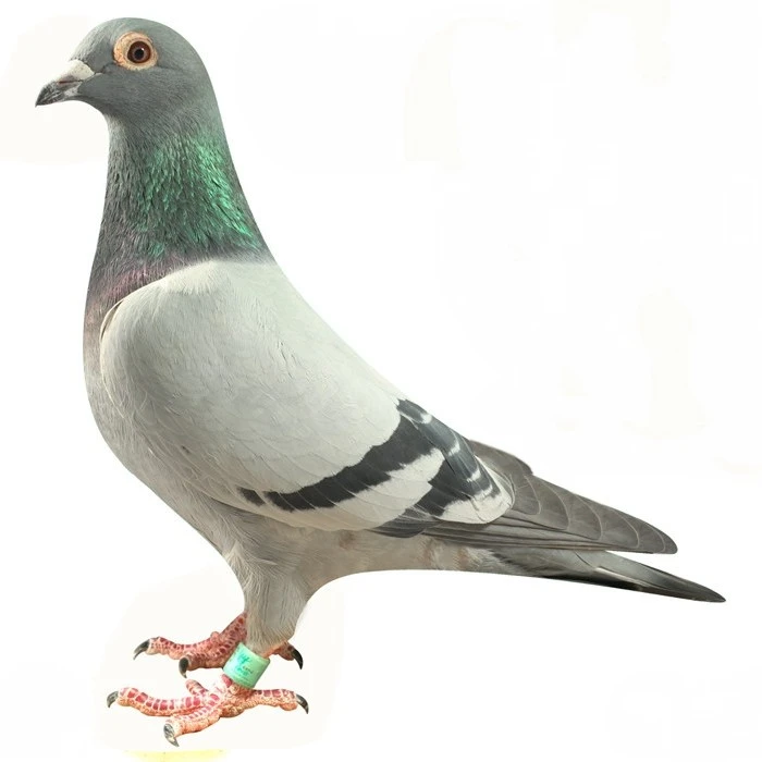 纯种信鸽  鸽子单只雄鸽雌鸽