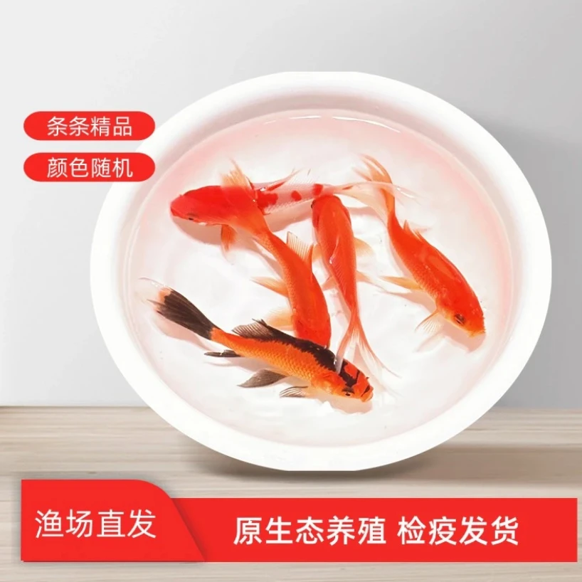 精品草金鱼 5-7公分好养耐活温顺 保底41条 全国包邮包活