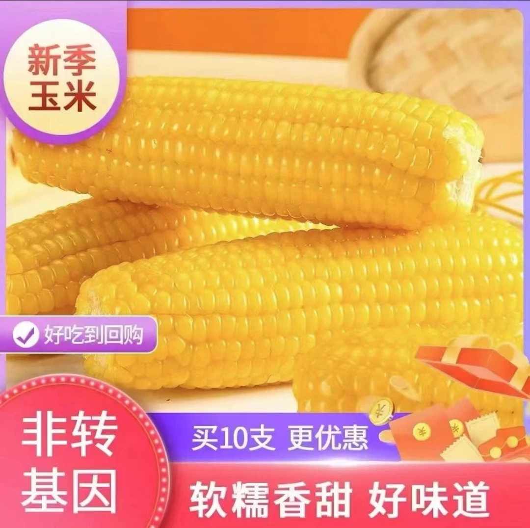 正宗东北黑土地黄糯玉米甜糯黏玉米拍8+2发10根 单根280g